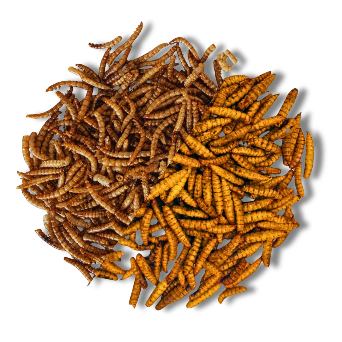 Mezcla de insectos compuesta por 51% de gusanos de harina y 49% de larvas de mosca soldado: alimento natural premium para aves, erizos, gallinas y reptiles