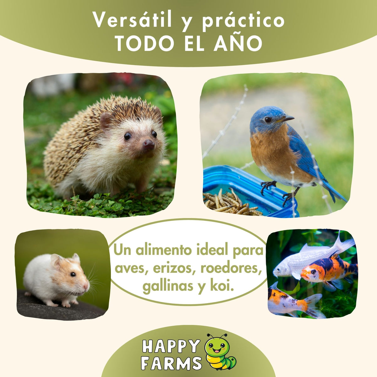 Larvas de mosca soldado negra deshidratadas Happy Farms – imagen informativa del producto